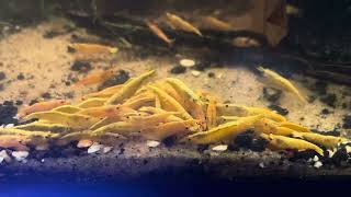 Golden Back Shrimp feeding ❤️ #freshwater #neocaridina #neocaridinashrimp #nanotanks #nanofish