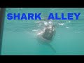 GoPro Cage Diving in Gansbaai, South Africa (Shark Alley)