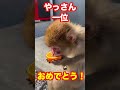2022 推しモン総選挙第1位に輝いたやすおくんが、1個800円の大好物のみかんを食べる!