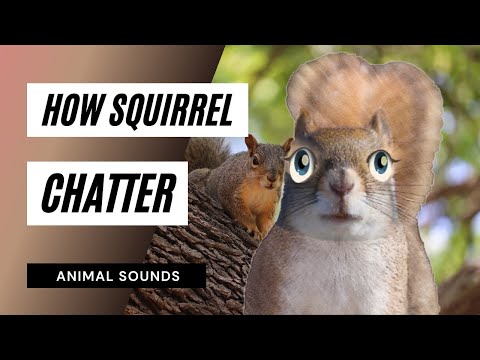 The Animal  Sounds Squirrel Chatter  Sound Loud Sound 