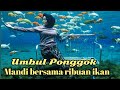 UMBUL PONGGOK JAWA TENGAH - Mandi bersama ribuan ikan !!!