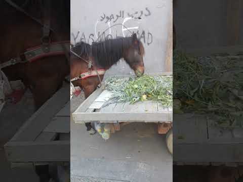 كاين هاد عاود دعيف شويا و لاكين راه خدام خاصو شويات تهالو