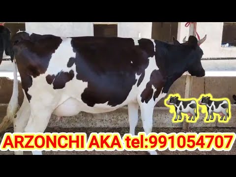 🐄ARZONCHI AKA🐄 FERMASIDAN ULKAN YANGILIK. ☎️991054707 ☎️974120909