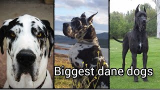 biggest great Dane dogs of the world | giant breed of dog #greatdane by World of Animals 371 views 1 year ago 2 minutes, 46 seconds
