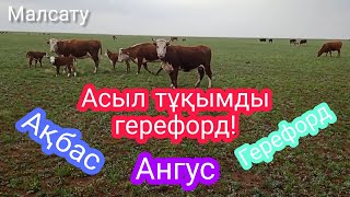 Ресейден келген асыл тұқымды герефорд бұқа, сиырлар! Герефорд, Ақбас, Ангус сиырлар!