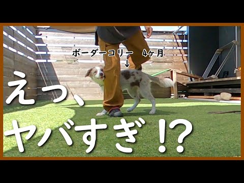 賢すぎ⁉初めてスルー(ウィーブ)やってみた…！【ボーダーコリー】