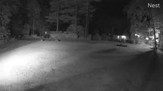 Fisher cat attacks house cat