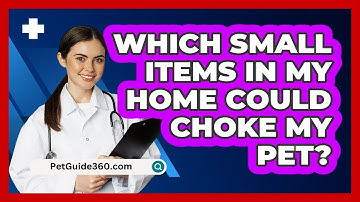 Which Small Items In My Home Could Choke My Pet? - PetGuide360.com
