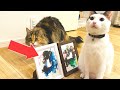 【肉球でフィンガーペイント】猫に絵の具を使わせたらとんでもない美術作品ができた【やり方解説】