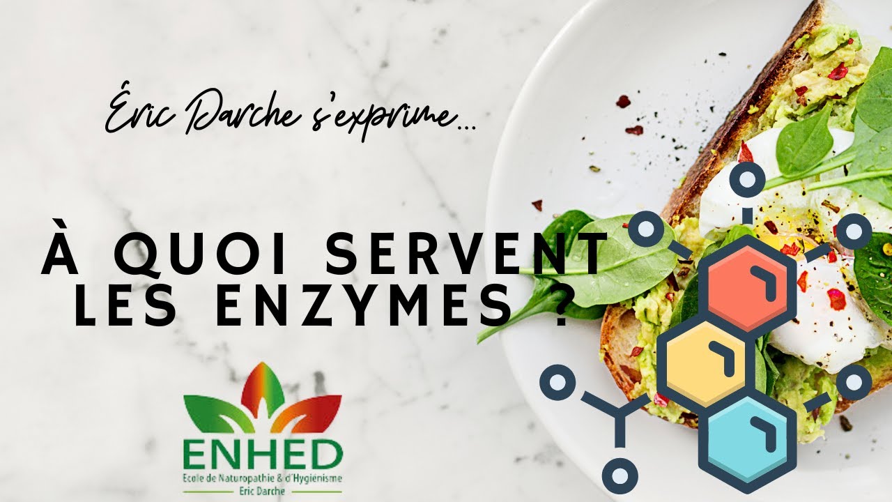 À quoi servent les enzymes ?  Présentation et rôles