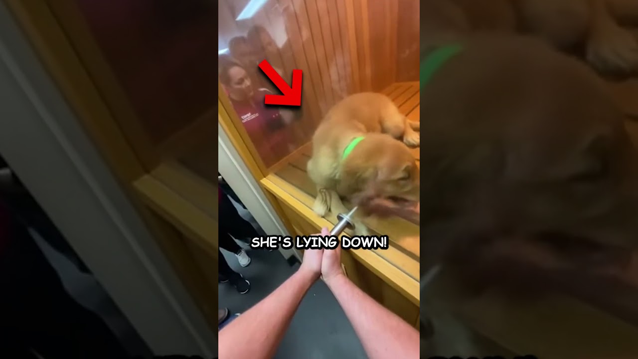 Karen Trapped Puppy in Gym Locker Room Sauna 🤬💔