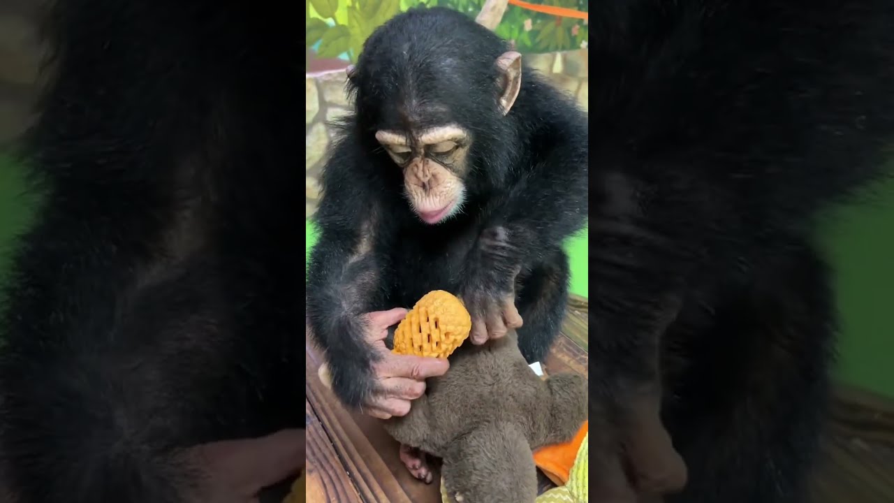 Dingding Hasn T Learned To Eat From The Lucrative Ball Chimpanzee