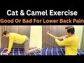 Low Back Pain Relief Exercise, Cat &amp; Camel Exercise, Spine Flexibility Exercise, Back Pain Relief