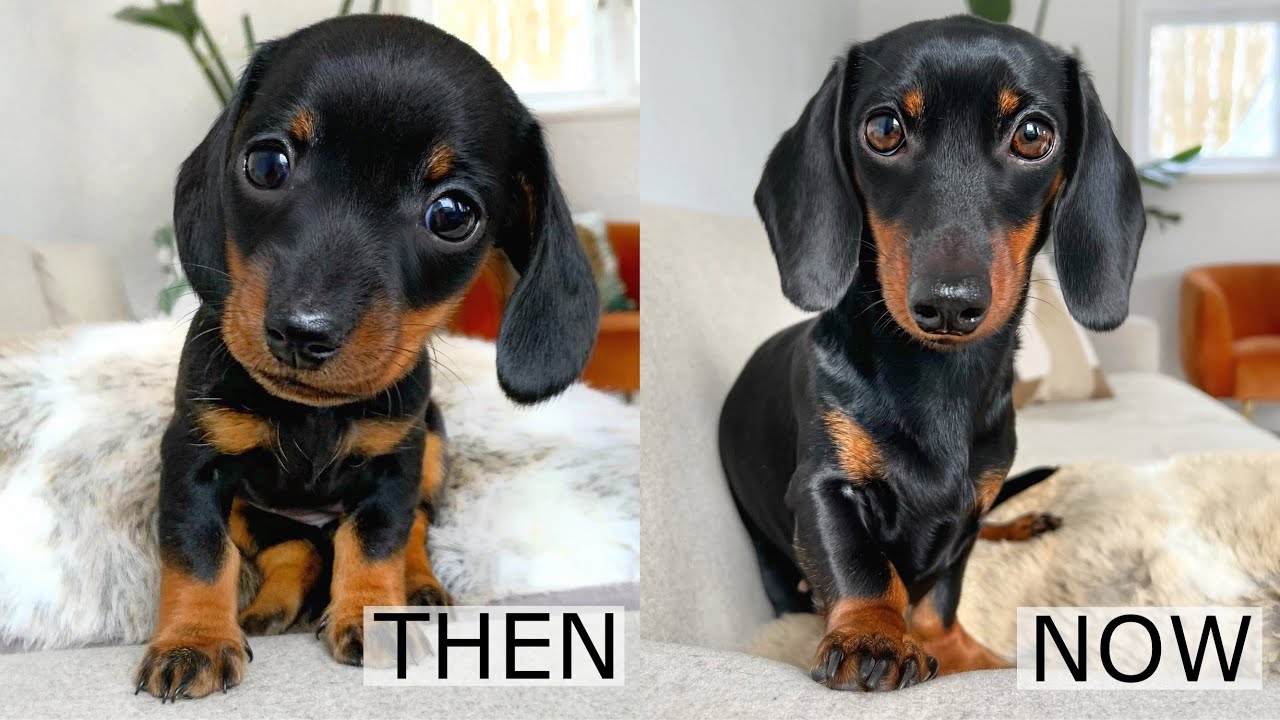 Download Then and Now. Dachshund from puppy to adult.
