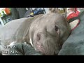 Cuddling With A Cute Pitbull Dog