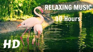 Flamingos Sweet Dance Moves Breathtaking Colors Relaxing Music Screensaver screenshot 1