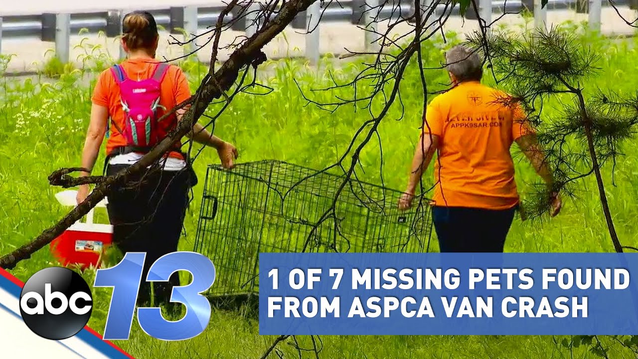 One Of 7 Missing Pets Involved In Aspca Van Crash Found Youtube