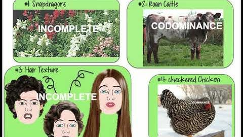 notes Complex Inheritance Patterns new   Google Slides