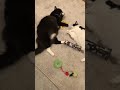 Fat &amp; Happy Tuxedo Cat and Black &amp; White Mom Laying and Relaxing #cats #catshorts #pets