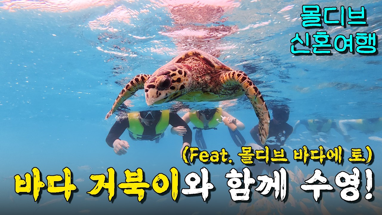 바다 거북이랑 수영하고 몰디브 바다에 토하기 - 신혼여행 몰디브 벨리간두 (4)