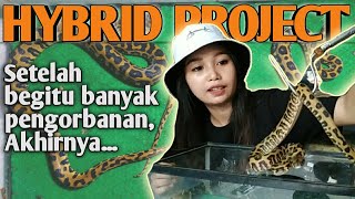 CERITA PILU DIBALIK KEBERHASILAN PROJECT HYBRID P. MOLURUS DAN P. RETICULATUS CUGS REPTILE.
