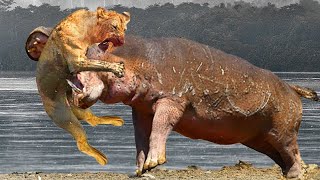 20 Strongest Animals in the World