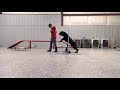 Rottweiler obedience training