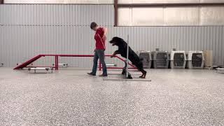 Rottweiler obedience training