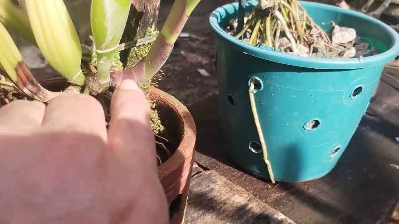 ELES ESTÃO DESSE TAMANHO 😱😱😱😱