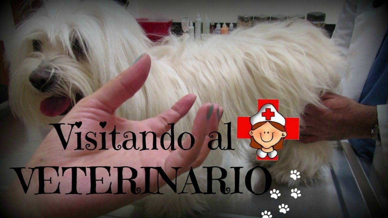 Vamos Al Veterinario Banfield Petsmart Coton De Tulear I Lorentix vamos-al-veterinario-banfield-petsmart-coton-de-tulear-i-lorentix