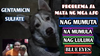 HOW TO MANNAGE Common Dogs eye problems  (Tagalog)