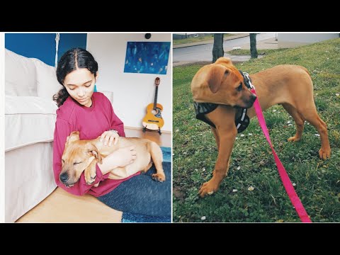 Video: Wie Man Einen Hund Abholt