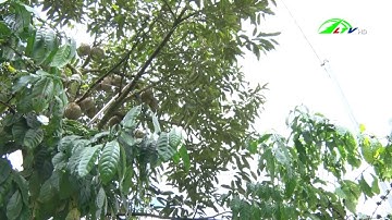 Lâm Đồng đạt mục tiêu 50000 ha cây ăn quả đến năm 2030