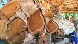 Menjadi lebih buruk dan berbahaya !! Kayu jati kutukan gegerkan warga setempat | Sawmill