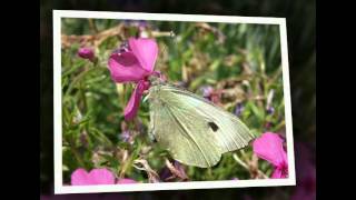 Seitkaliyev Waltz Of The Butterfly Resimi