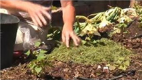 Maintaining Your Garden : How to Use Grass Clippings as Garden Mulch