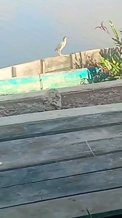 PENAMPAKAN BURUNG SILUMAN.