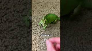 The Chameleon Who Found a Home ❤️