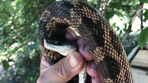 Chicken snake in the nest box 2021
