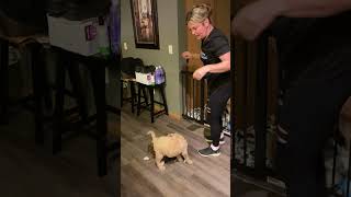Pet Parent Gives Puppies Goodnight Kisses!