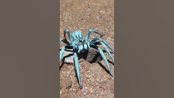 How to catch spiders #shortvideo #duet #howtoget1millionviews #spiderman
