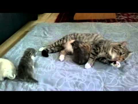 تصویری: یبوست گربه - مشکلات اجابت مزاج در گربه ها