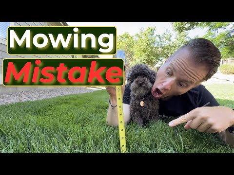 Perfect Lawn? It