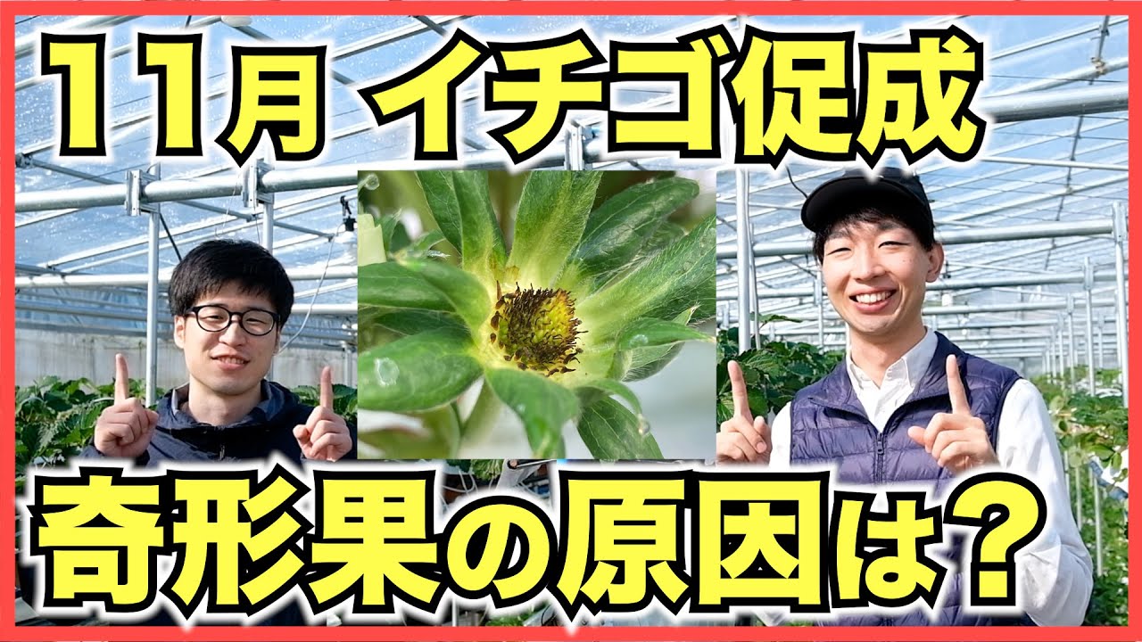 Strawberry Forcing Cultivation] Flowers bloom in November and bees