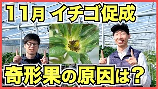 【イチゴの促成栽培】11月は花が咲いてハチが受粉！2段ベンチの生育の差【奇形果の原因は？】