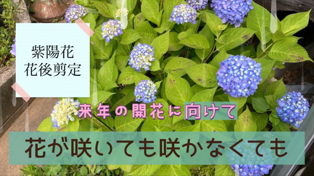 紫陽花の花後剪定 Youtube