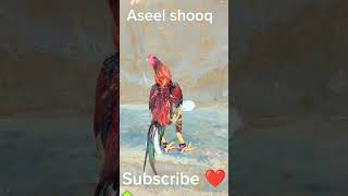 Download Lagu #Shooq kary lakhy ka#bnd gadii aseel murga fight #5 time win# old blood line #rooster#youtubeshorts MP3