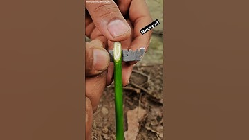 Success grafting Mango tree ||How to graft Mango plants #grafting #fruittrees