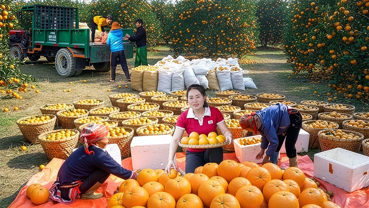 TIMELAPSE -- Rescue a Motorcycle to Help Young Man | Harvest Tons of Oranges to Sell at the Market