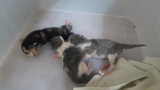 TIPS PARA SA PAG AALAGA NG BAGONG PANGANAK NA KUTING | Tips for New Born Kitten Care | Agape Cats